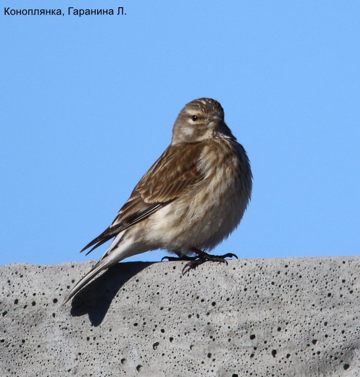 Коноплянка, Гаранина Л (1)