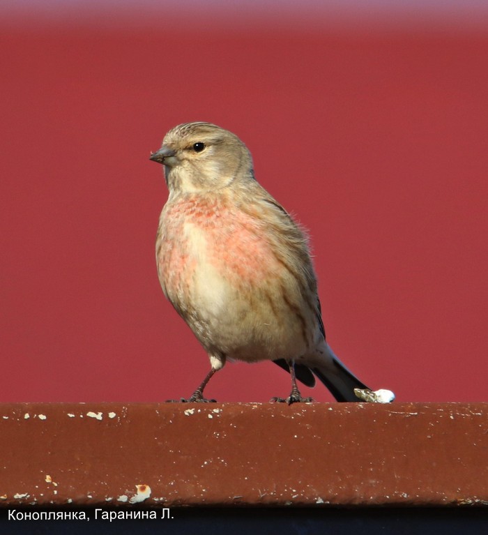 Коноплянка, Гаранина Л (2)