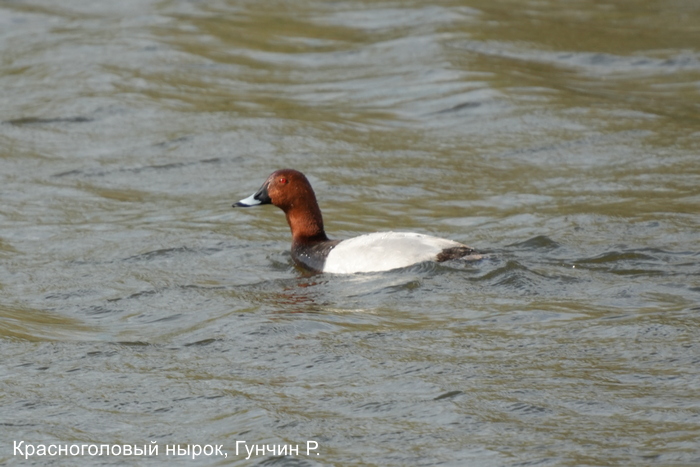 Красноголовый нырок, Гунчин Р.