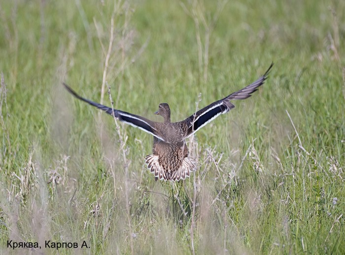 Кряква, Карпов А.