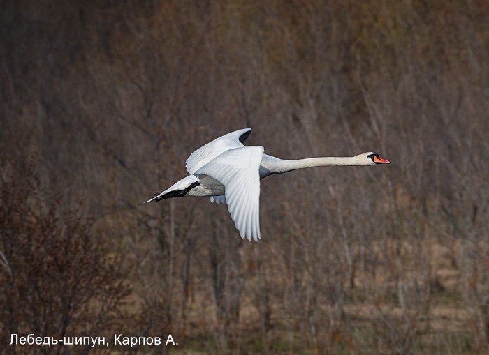 Лебедь-шипун, Карпов А.