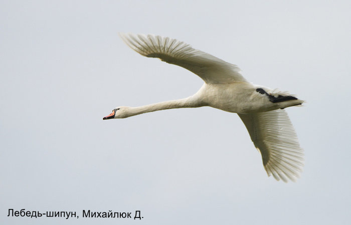 Лебедь-шипун, Михайлюк Д.