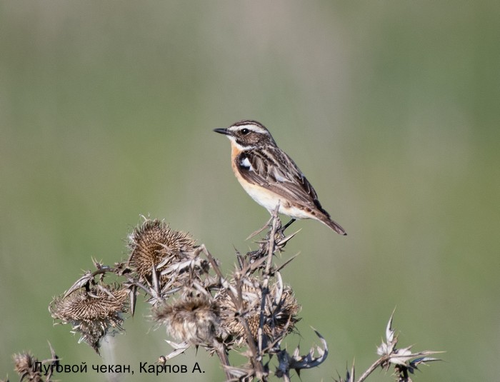 Луговой чекан, Карпов А.