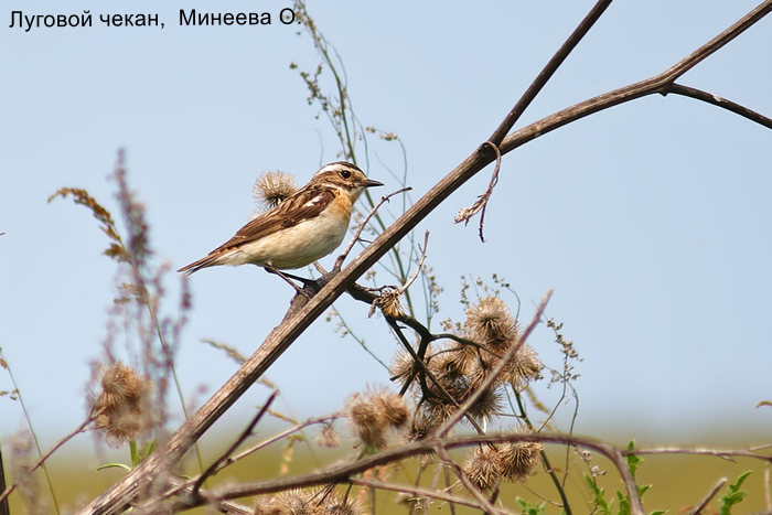 Луговой чекан, Минеева О.