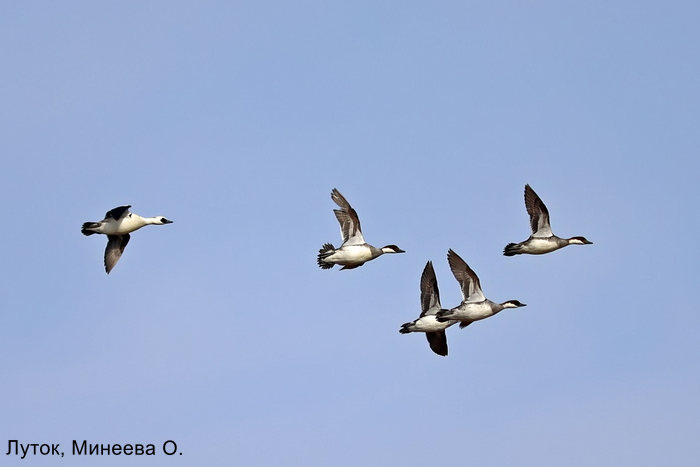Луток, Минеева О.