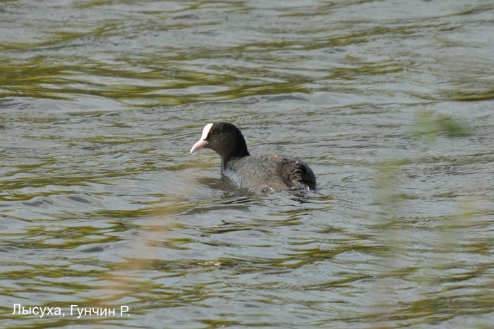 Лысуха, Гунчин Р.