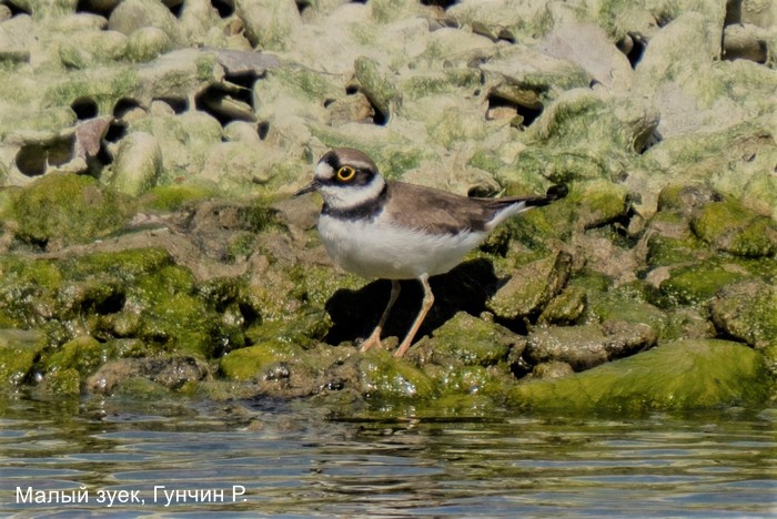 Малыый зуек, Гунчин Р.