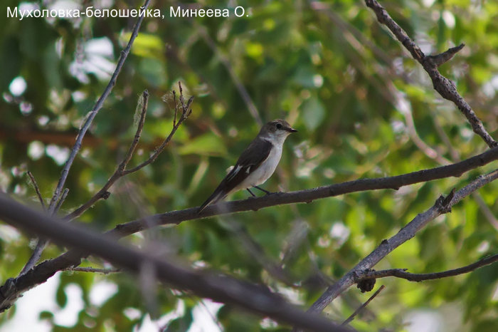 Мухоловка-белошейка, Минеева О.