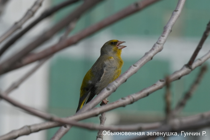 Обыкновенная зеленушка, Гунчин Р.