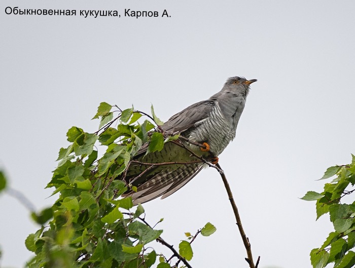 Обыкновенная кукушка, Карпов А.