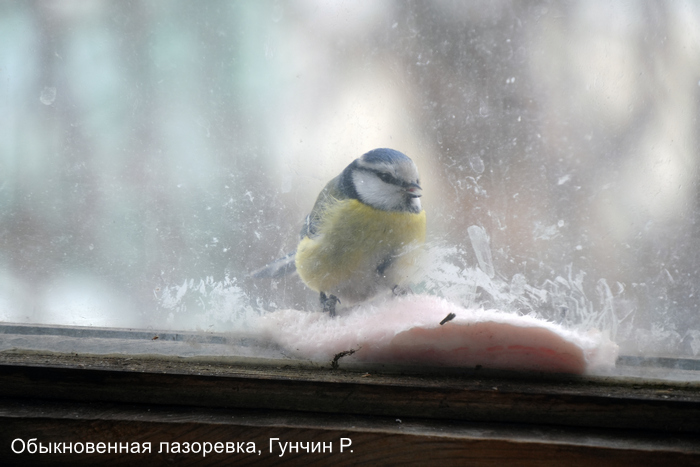 Обыкновенная лазоревка, Гунчин Р.