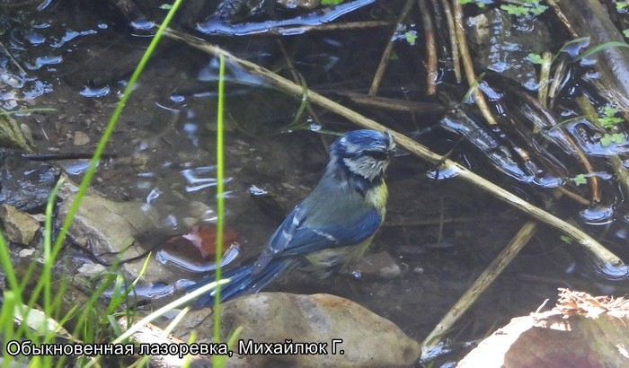 Обыкновенная лазоревка, Михайлюк Г.
