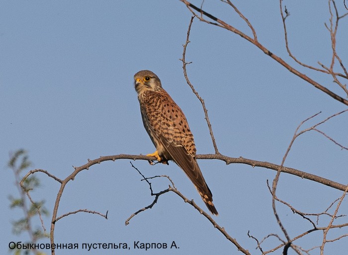 Обыкновенная пустельга, Карпов А.