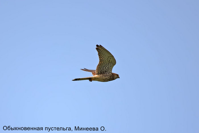 Обыкновенная пустельга, Минеева О.