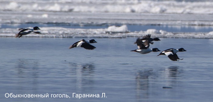 Обыкновенный гоголь, Гаранина Л.
