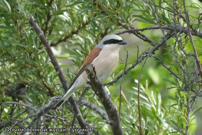 Обыкновенный жулан, Гунчин Р.