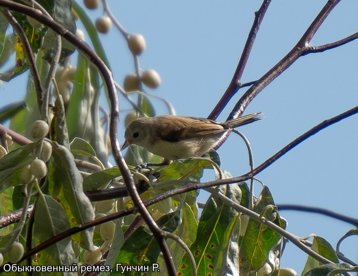 Обыкновенный ремез, Гунчин Р.