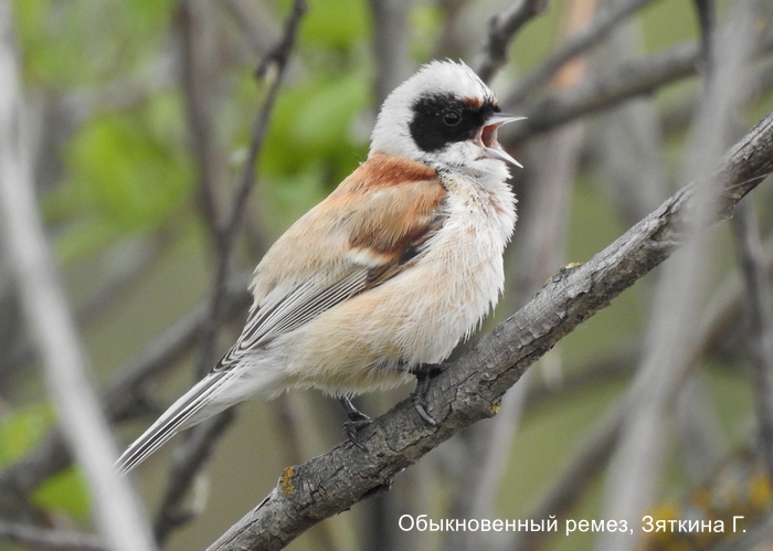 Обыкновенный ремез, Зяткина Г.