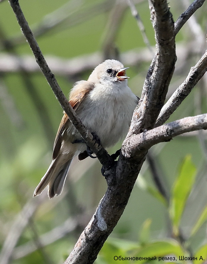 Обыкновенный ремез, Шохин А.