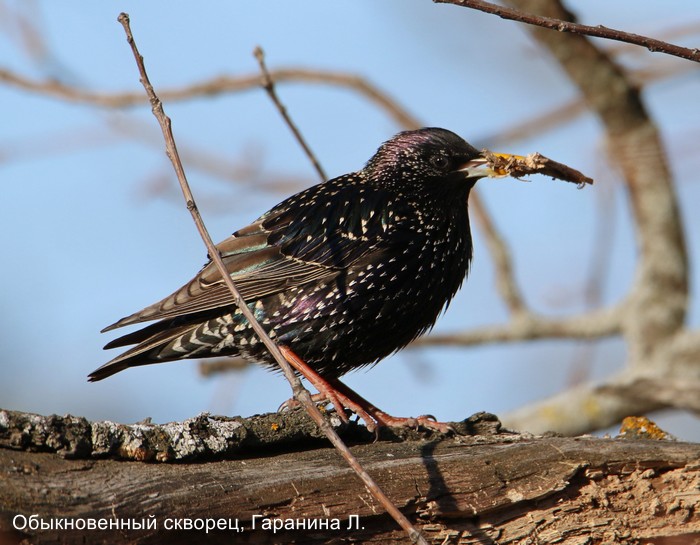 Обыкновенный скворец, Гаранина Л.