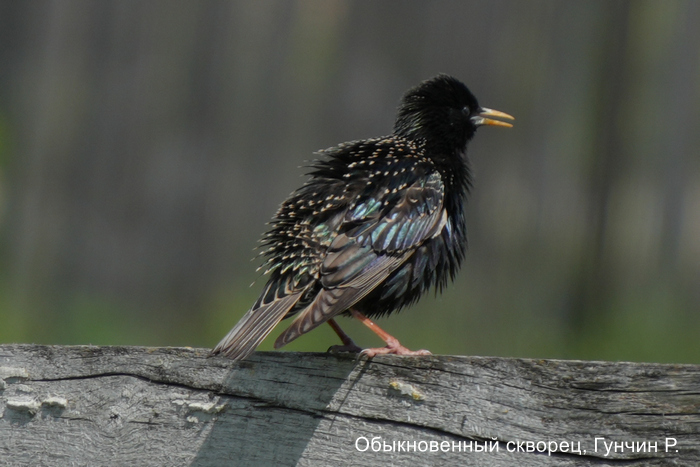 Обыкновенный скворец, Гунчин Р.