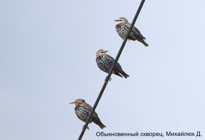 Обыкновенный скворец, Михайлюк Д.