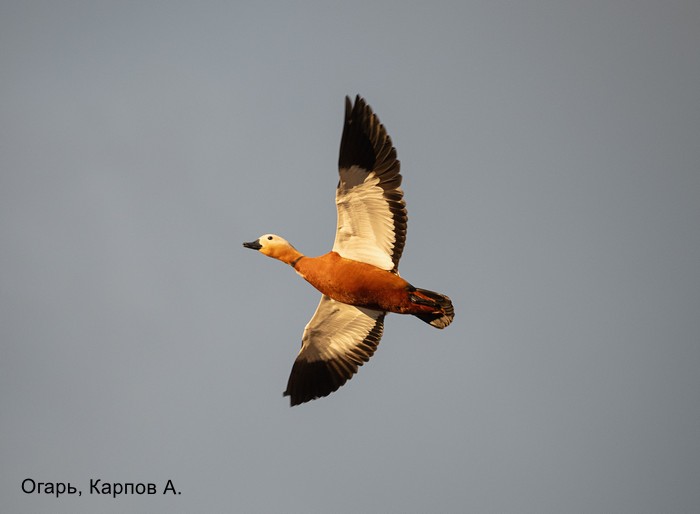 Огарь, Карпов А.