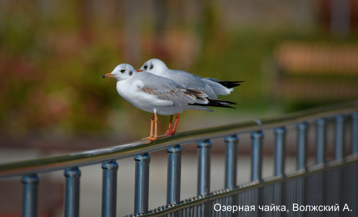 Озерная чайка, Волжский А.