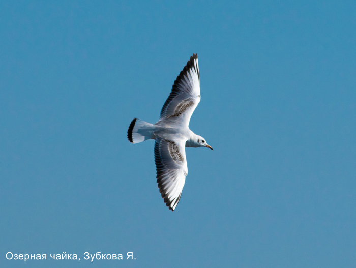 Озерная чайка, Зубкова Я.