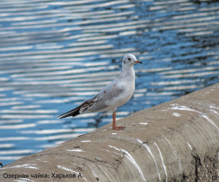 Озерная чайка, Харьков А.