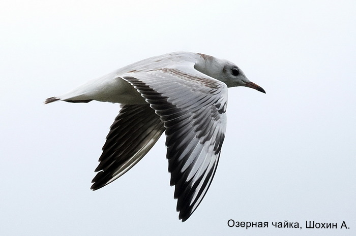 Озерная чайка, Шохин А.