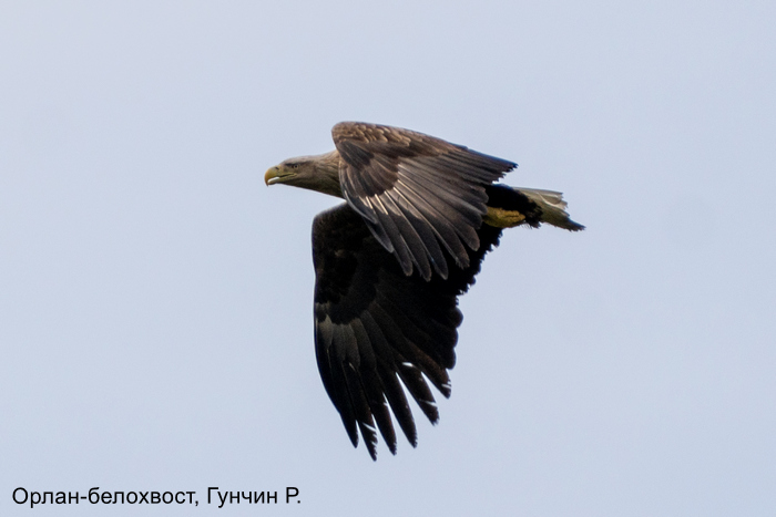 Орлан-белохвост, Гунчин Р.