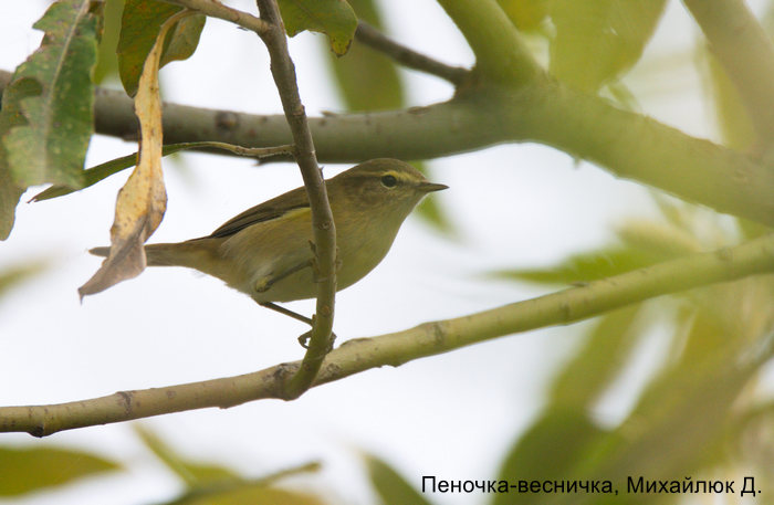 Пеночка-весничка, Михайлюк Д.