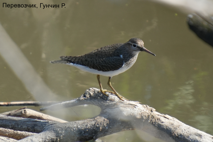 Перевозчик, Гунчин Р.