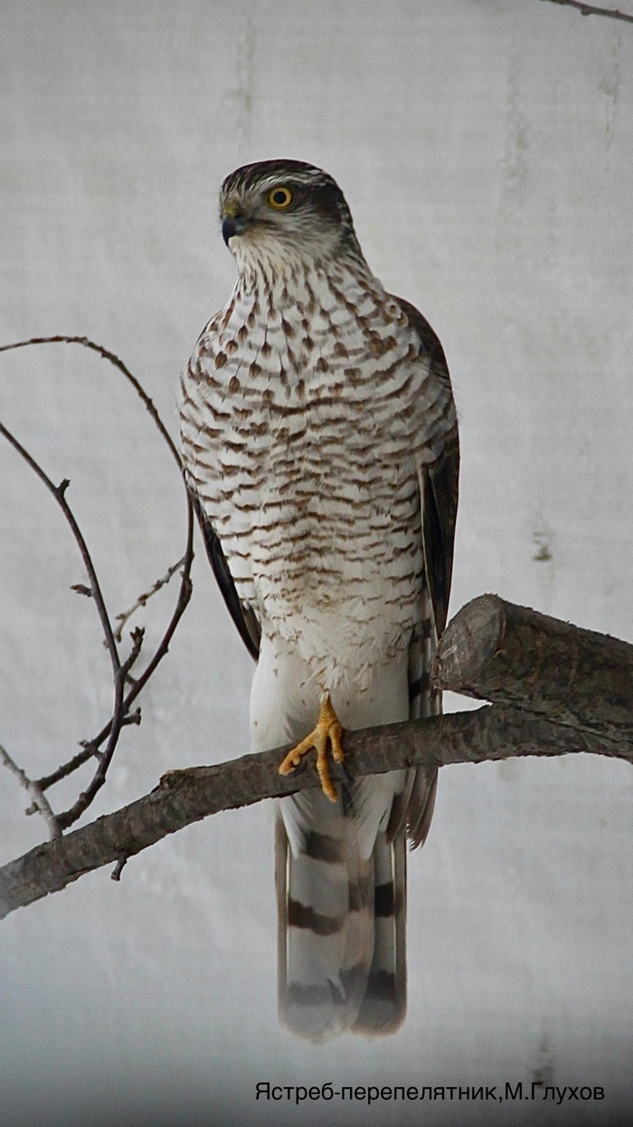 Перепелятник, Глухов М.