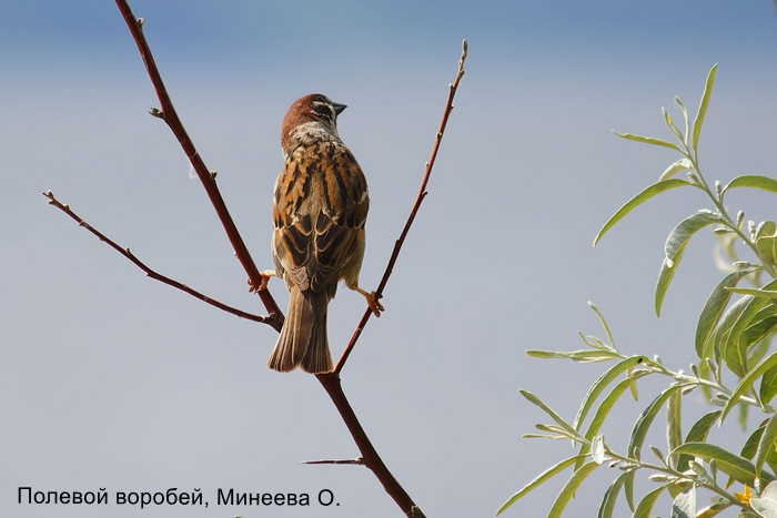 Полевой воробей, Минеева О.