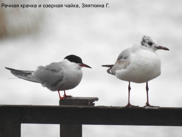 Речная крачка и озерная чайка, Зяяткина Г.