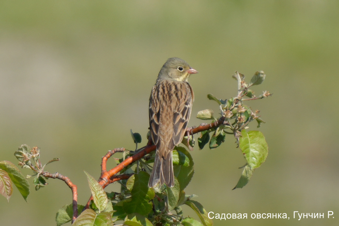 Садовая овсянка, Гунчин Р.
