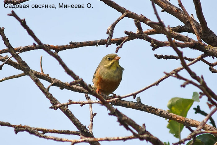 Садовая овсянка, Минеева О.