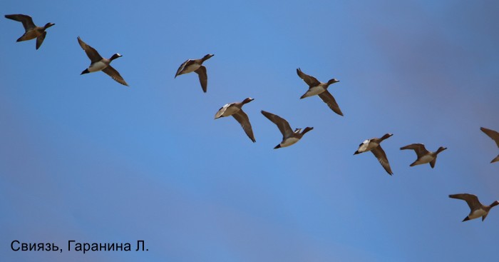 Свиязь, Гаранина Л.