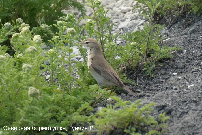 Северная бормотушка, Гунчин Р.