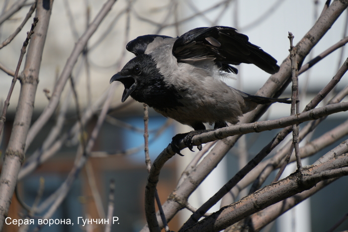 Серая ворона, Гунчин Р.