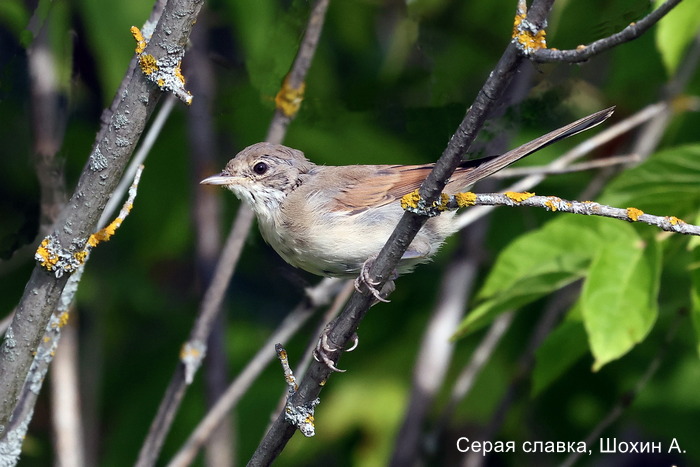 Серая славка, Шохин А.