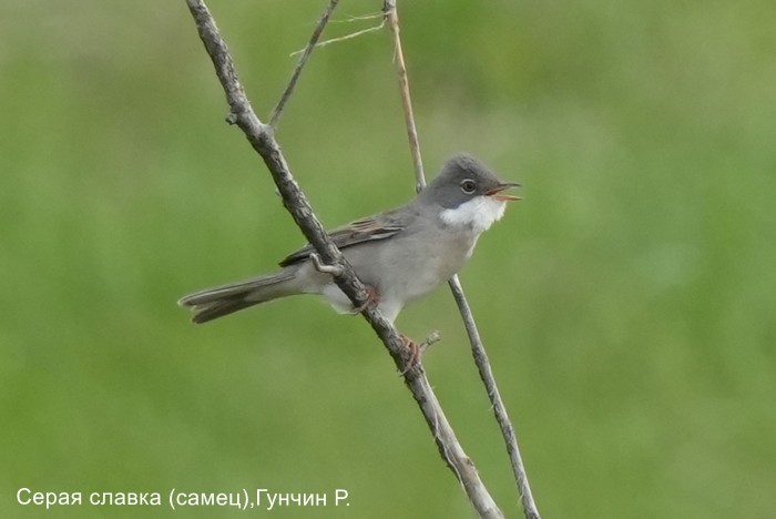 Серая славка (самец),Гунчин Р.
