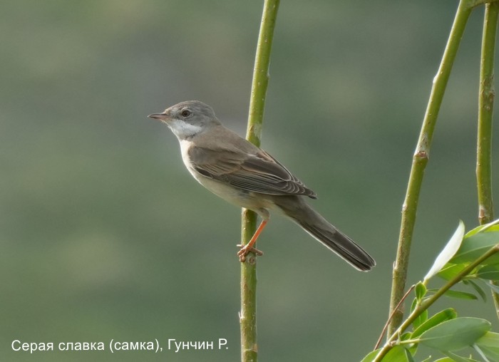 Серая славка (самка), Гунчин Р.