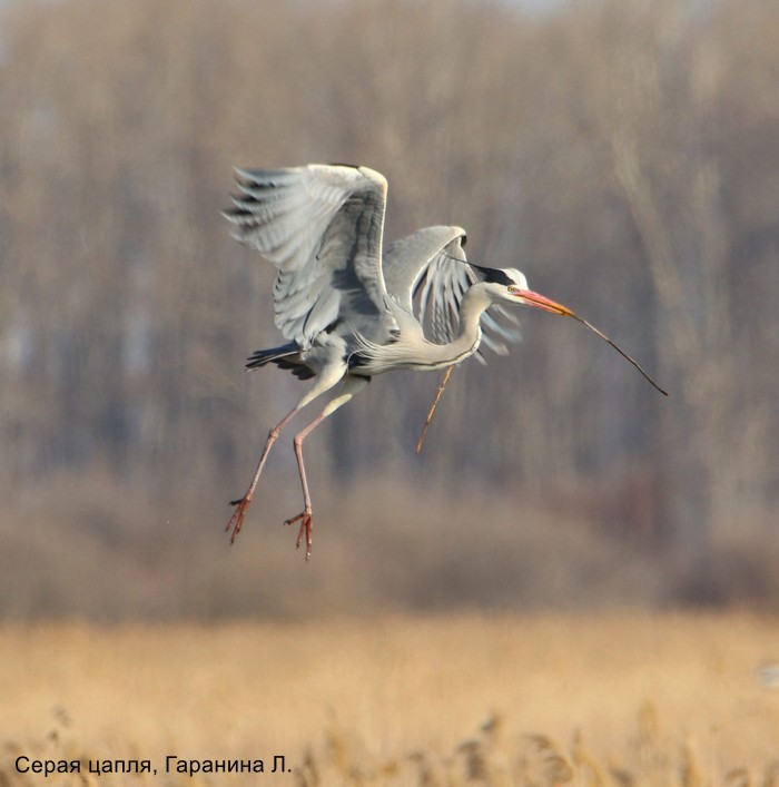 Серая цапля, Гаранина Л.