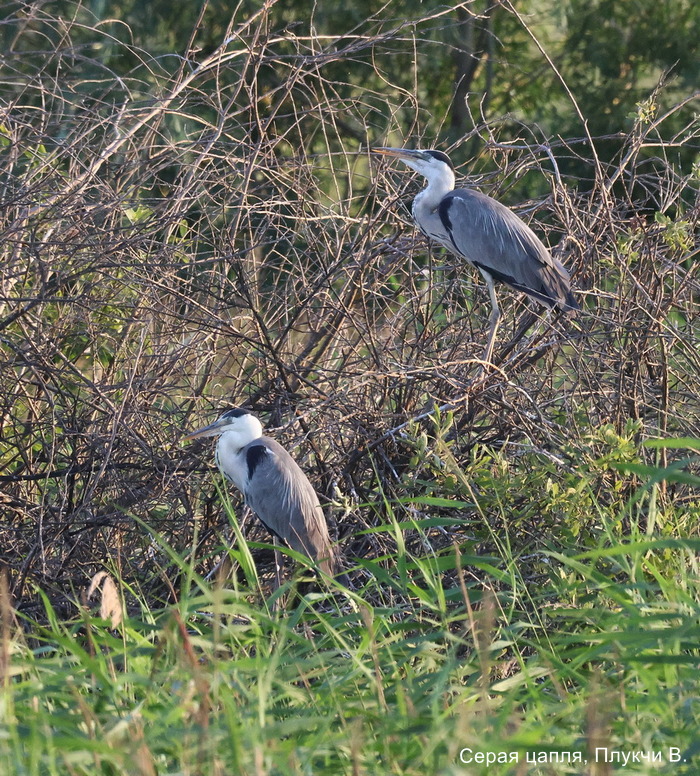 Серая цапля, Плукчи В.