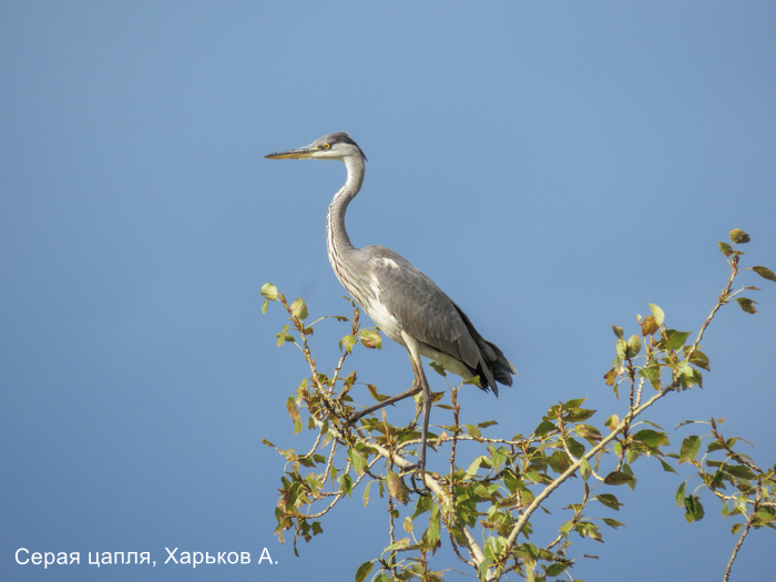 Серая цапля, Харьков А.