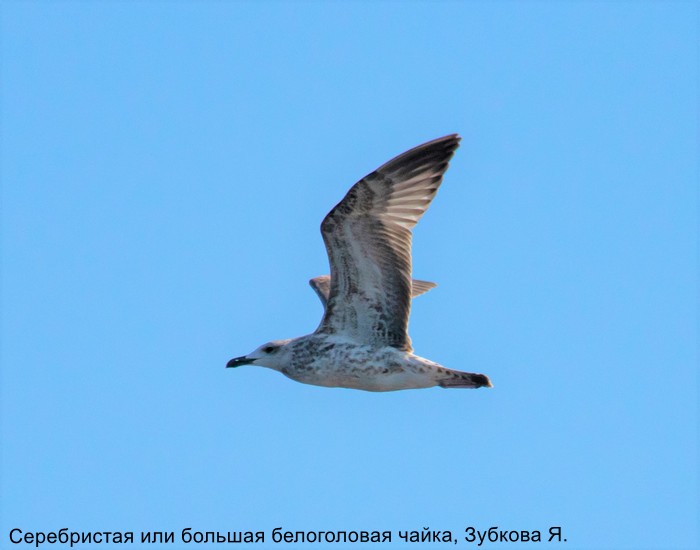 Серебристая или большая белоголовая чайка, Зубкова Я.
