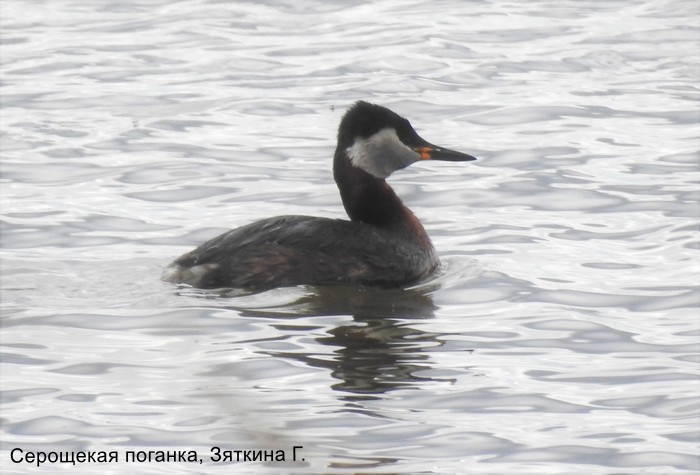 Серощекая поганка, Зяткина Г.